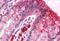 Breast Carcinoma Amplified Sequence 1 antibody, MBS243756, MyBioSource, Immunohistochemistry paraffin image 