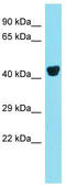 SEC12 antibody, TA344537, Origene, Western Blot image 