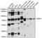 Relaxin Family Peptide Receptor 2 antibody, LS-C749442, Lifespan Biosciences, Western Blot image 