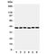 Cellular Communication Network Factor 4 antibody, R31201, NSJ Bioreagents, Western Blot image 