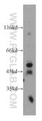WAS/WASL-interacting protein family member 2 antibody, 20512-1-AP, Proteintech Group, Western Blot image 