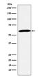 Calsequestrin-1 antibody, M05235, Boster Biological Technology, Western Blot image 