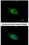 Nardilysin Convertase antibody, PA5-30106, Invitrogen Antibodies, Immunofluorescence image 