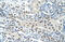 Semenogelin 1 antibody, 29-694, ProSci, Western Blot image 