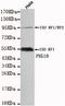 Retrotransposon-derived protein PEG10 antibody, TA347016, Origene, Western Blot image 