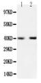 Wnt Family Member 9A antibody, PA1316, Boster Biological Technology, Western Blot image 