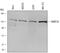 DNA Methyltransferase 3 Alpha antibody, MAB63151, R&D Systems, Western Blot image 