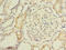 Monoamine Oxidase A antibody, A59754-100, Epigentek, Immunohistochemistry paraffin image 