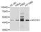 Myogenic Differentiation 1 antibody, MBS127874, MyBioSource, Western Blot image 