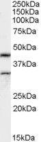 Actin Like 7B antibody, GTX89137, GeneTex, Western Blot image 