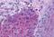 OPN5 antibody, MBS247698, MyBioSource, Immunohistochemistry paraffin image 