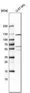 Phogrin antibody, HPA006900, Atlas Antibodies, Western Blot image 