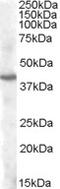 Pituitary homeobox 3 antibody, TA303322, Origene, Western Blot image 