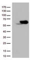 PKC-zeta-interacting protein antibody, TA502199, Origene, Western Blot image 