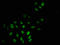Transducin Beta Like 1 X-Linked antibody, orb400556, Biorbyt, Immunofluorescence image 