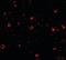 Immunity Related GTPase Cinema antibody, orb94299, Biorbyt, Immunofluorescence image 