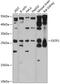 Osteoclast Stimulating Factor 1 antibody, 14-292, ProSci, Western Blot image 