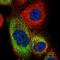 Tripartite Motif Containing 50 antibody, NBP2-56857, Novus Biologicals, Immunofluorescence image 