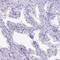 Cilia And Flagella Associated Protein 300 antibody, HPA038585, Atlas Antibodies, Immunohistochemistry frozen image 