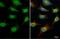 Tet Methylcytosine Dioxygenase 1 antibody, GTX124207, GeneTex, Immunocytochemistry image 