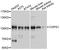 Coatomer Protein Complex Subunit Gamma 1 antibody, abx125702, Abbexa, Western Blot image 