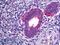 Cytosolic phospholipase A2 antibody, LS-B5952, Lifespan Biosciences, Immunohistochemistry paraffin image 