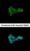 DLTS antibody, orb69683, Biorbyt, Immunofluorescence image 