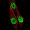 Homeobox B13 antibody, PA5-64069, Invitrogen Antibodies, Immunofluorescence image 