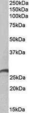 P29 antibody, orb167717, Biorbyt, Western Blot image 