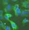 Probable ATP-dependent RNA helicase DDX58 antibody, FNab02318, FineTest, Immunofluorescence image 