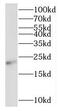Ring Finger Protein 212 antibody, FNab07350, FineTest, Western Blot image 