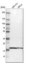 Peptidylprolyl Isomerase B antibody, HPA012720, Atlas Antibodies, Western Blot image 