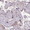 Sulfide Quinone Oxidoreductase antibody, HPA041589, Atlas Antibodies, Immunohistochemistry frozen image 