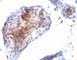 FOXP3 antibody, V2313IHC-7ML, NSJ Bioreagents, Immunohistochemistry frozen image 