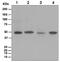 Flotillin 1 antibody, ab133497, Abcam, Western Blot image 