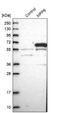 M-Phase Phosphoprotein 6 antibody, NBP1-87364, Novus Biologicals, Western Blot image 