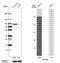ATP-binding cassette sub-family B member 6, mitochondrial antibody, HPA058011, Atlas Antibodies, Western Blot image 