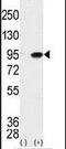 Male Germ Cell Associated Kinase antibody, PA5-14475, Invitrogen Antibodies, Western Blot image 