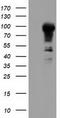 10-FTHFDH antibody, TA501870, Origene, Western Blot image 