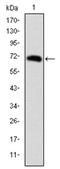 Forkhead Box P2 antibody, AM06679SU-N, Origene, Western Blot image 