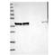 PRAME Family Member 12 antibody, NBP2-23613, Novus Biologicals, Western Blot image 