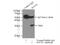Suppressor Of Cytokine Signaling 3 antibody, 14025-1-AP, Proteintech Group, Immunoprecipitation image 