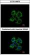 Ubiquinol-Cytochrome C Reductase Core Protein 2 antibody, GTX114873, GeneTex, Immunocytochemistry image 