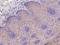 Leucine Rich Repeat Containing 29 antibody, 206223-T08, Sino Biological, Immunohistochemistry frozen image 