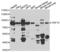 Cdc42-interacting protein 4 antibody, PA5-77107, Invitrogen Antibodies, Western Blot image 
