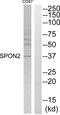Spondin 2 antibody, abx015063, Abbexa, Western Blot image 