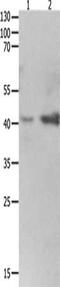 LDL Receptor Related Protein Associated Protein 1 antibody, CSB-PA156966, Cusabio, Western Blot image 