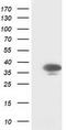 Cyclin Dependent Kinase 2 antibody, CF502893, Origene, Western Blot image 