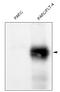 FLT4 antibody, AM20378PU-N, Origene, Western Blot image 