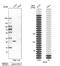 Fas Associated Via Death Domain antibody, NBP1-81831, Novus Biologicals, Western Blot image 